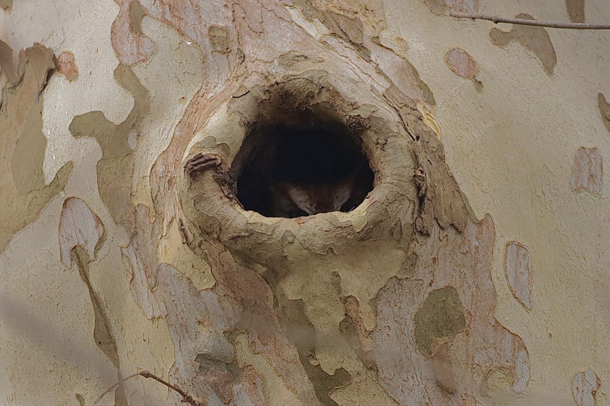 Eastern Screech-Owl - ML646475651