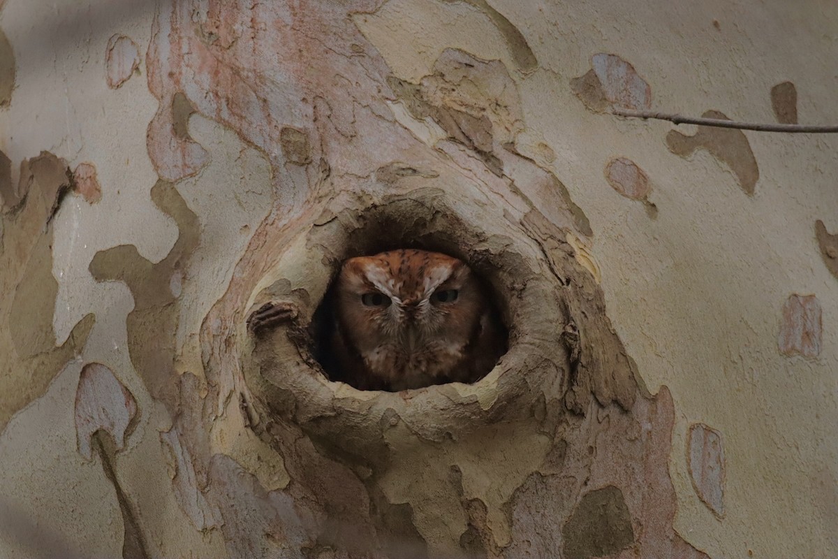 Eastern Screech-Owl - ML646475652