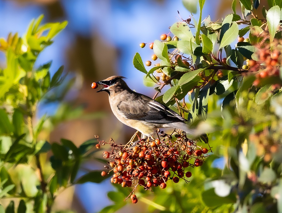 Ampelis Americano - ML646475653