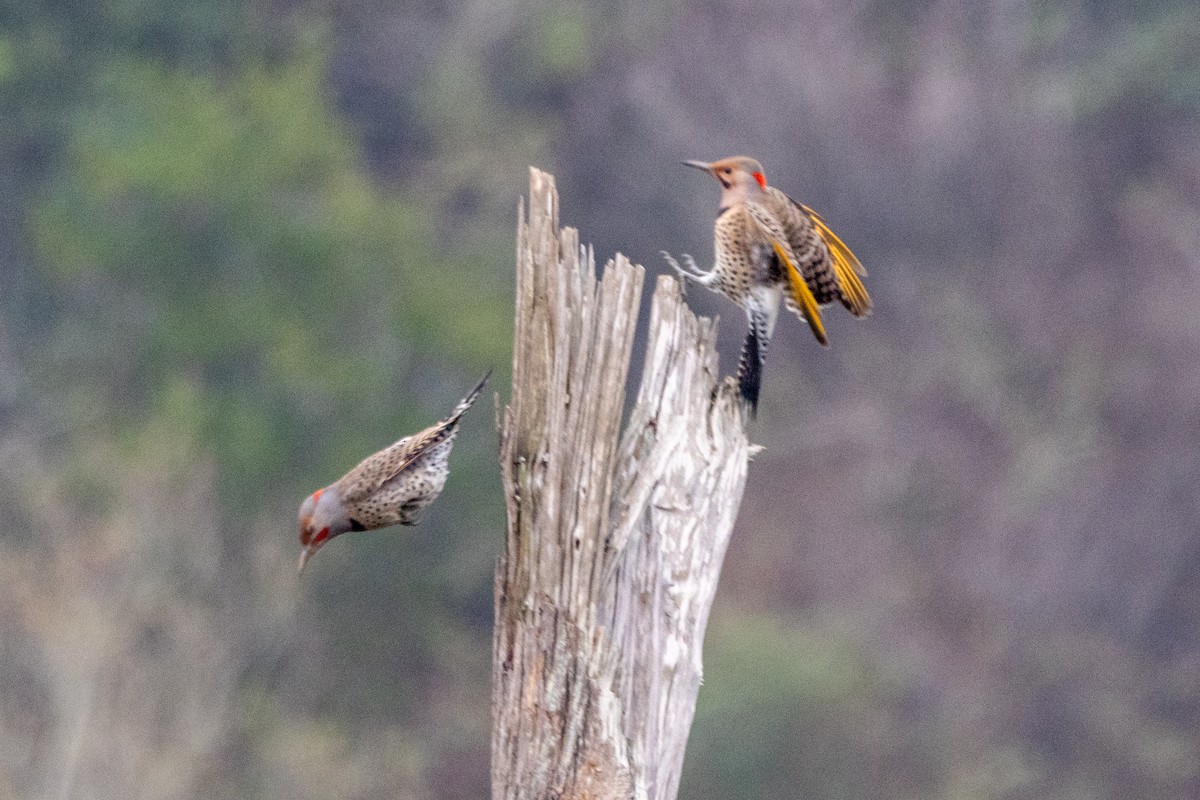 Northern Flicker (Yellow-shafted) - ML646475654