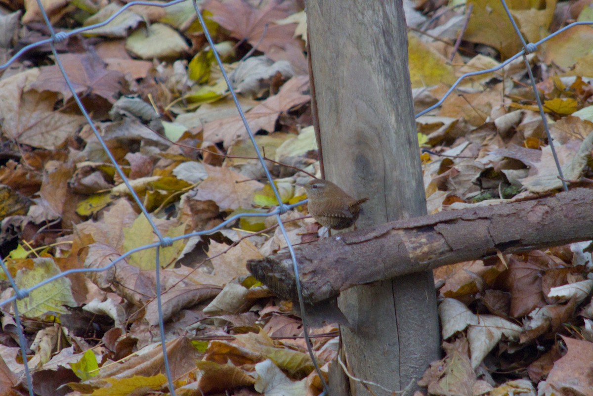 Eurasian Wren - ML646475656