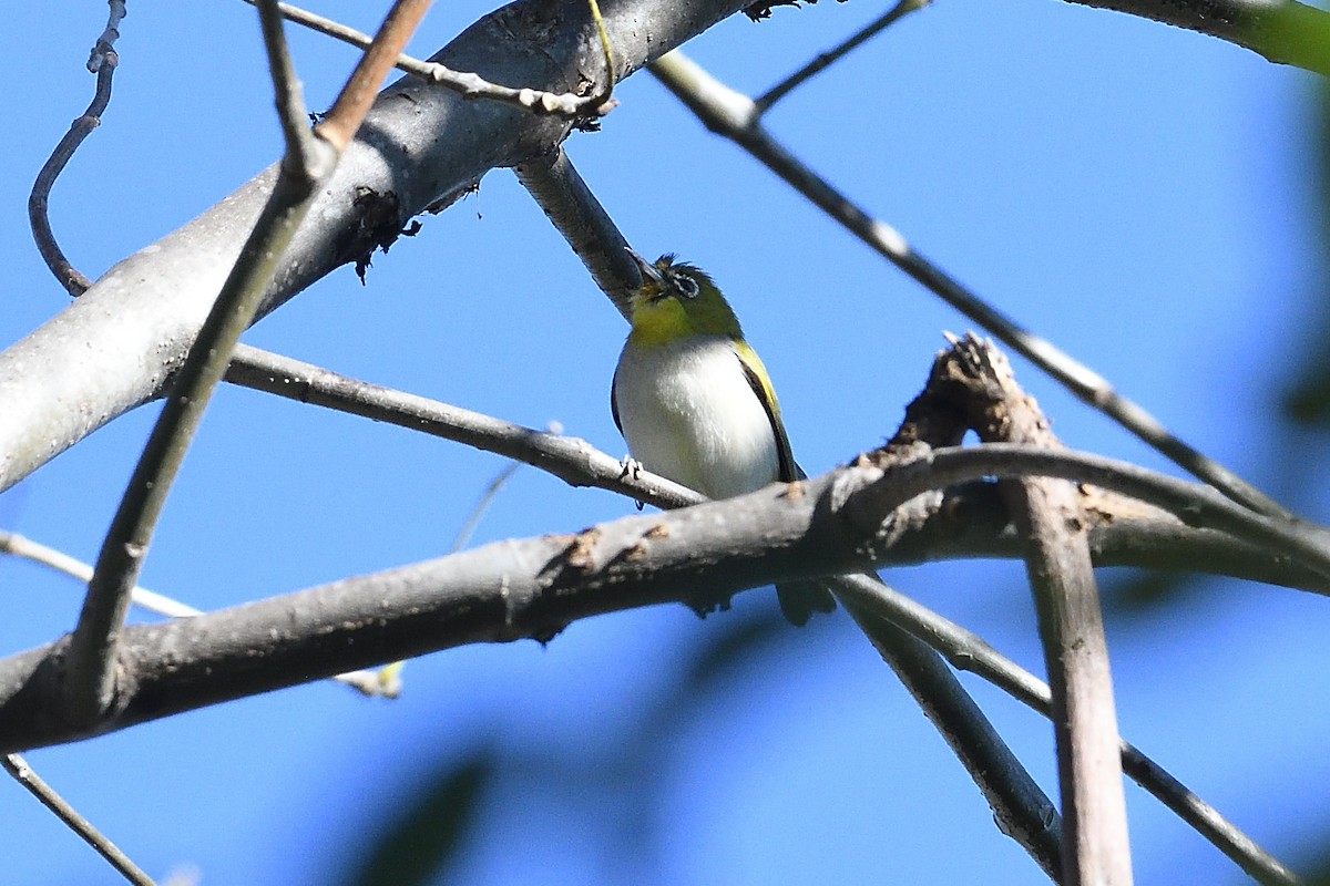 Окулярник китайський - ML646475659