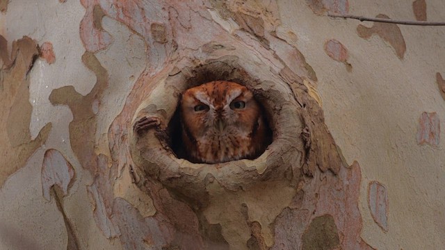 výreček americký - ML646475661