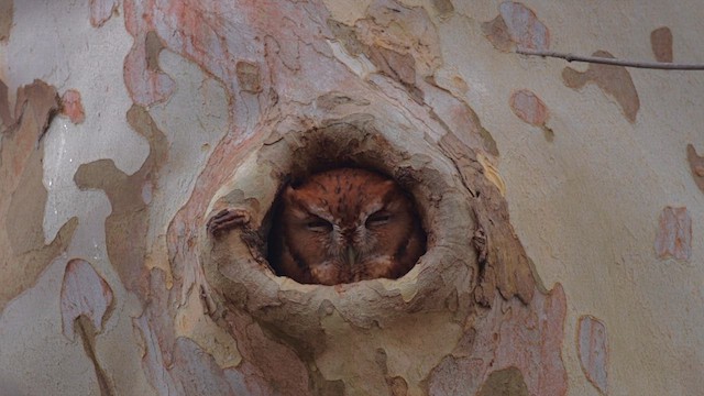 výreček americký - ML646475662