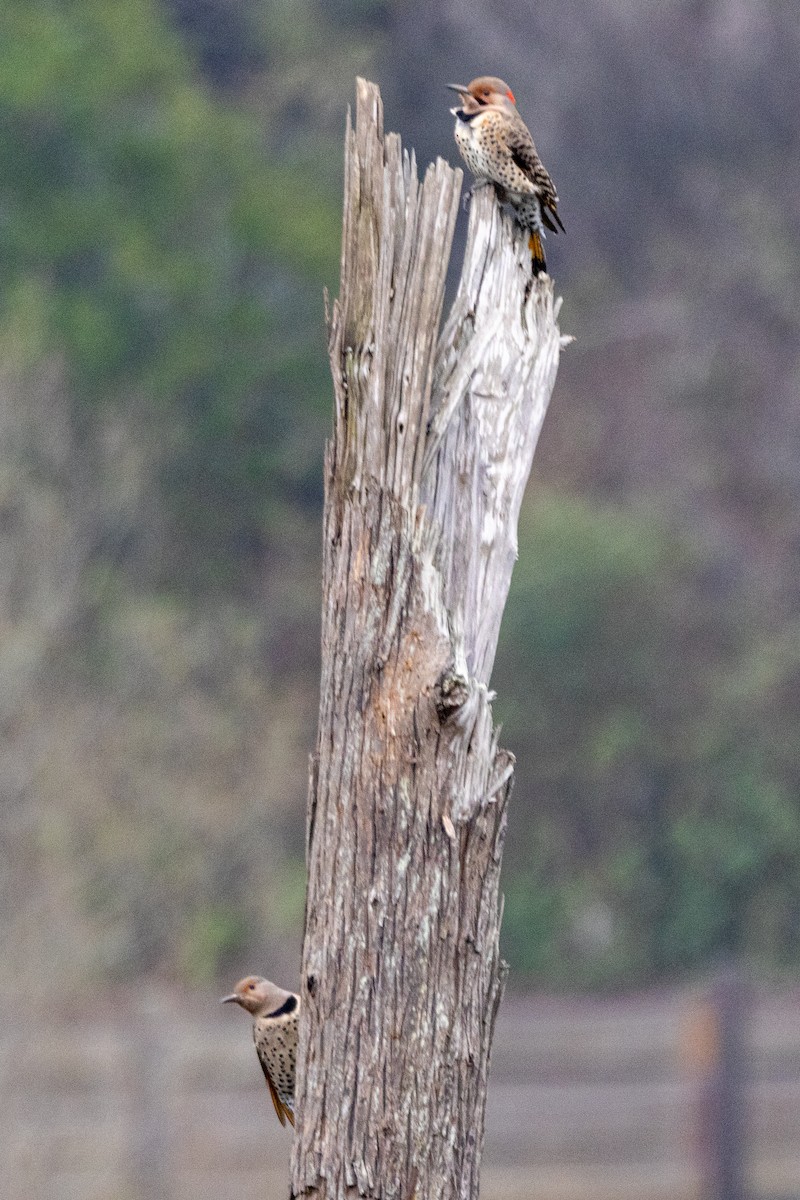 Northern Flicker (Yellow-shafted) - ML646475664