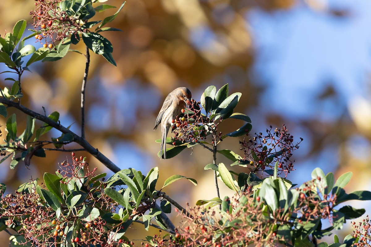 Camachuelo Mexicano - ML646475666