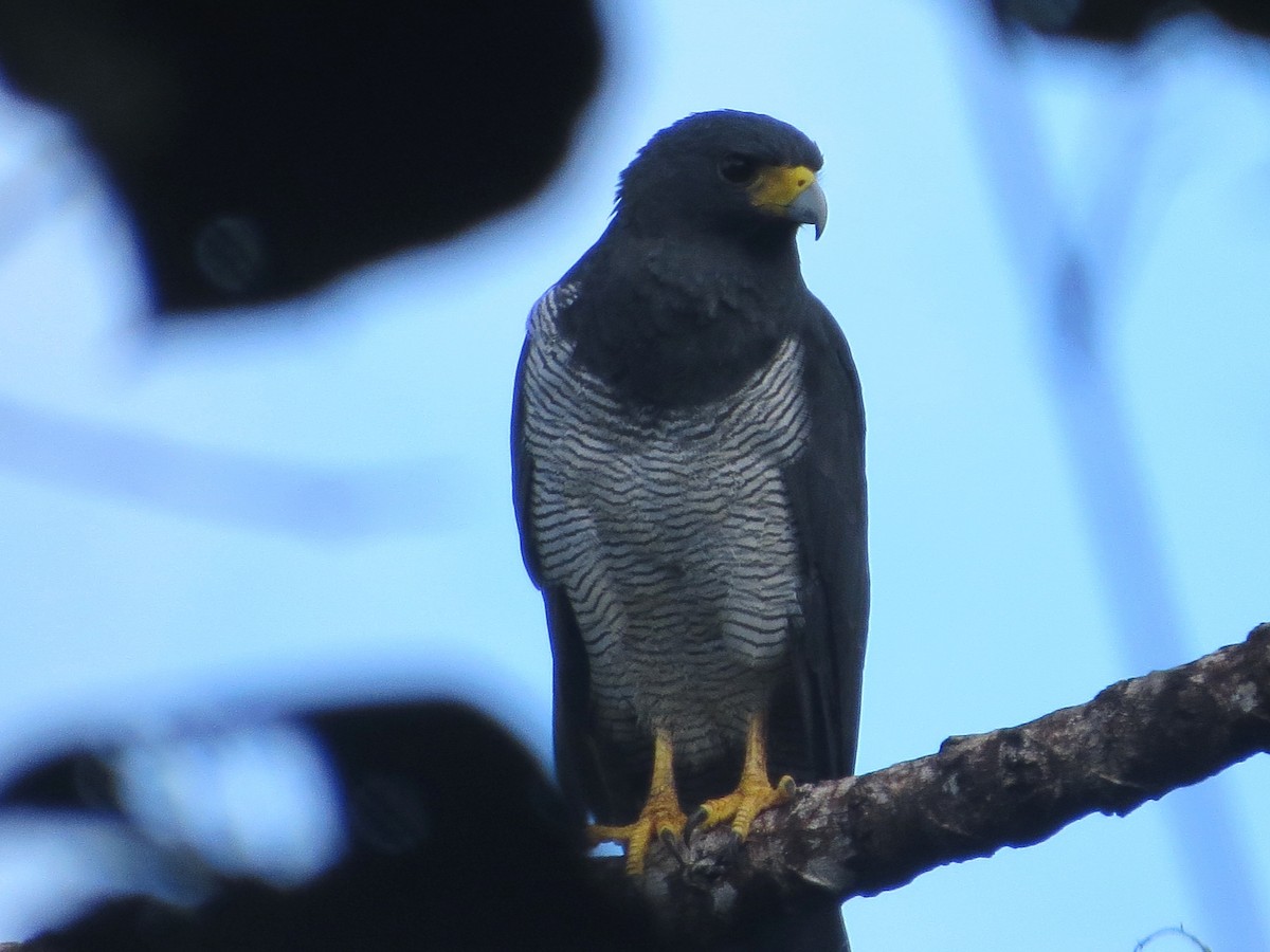 Barred Hawk - ML646475667