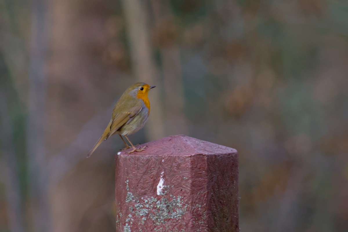 European Robin - ML646475669