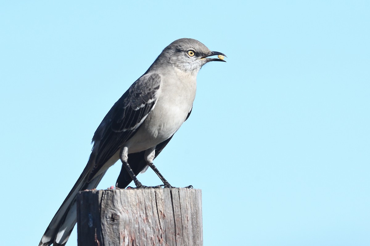 Пересмішник багатоголосий - ML646475670