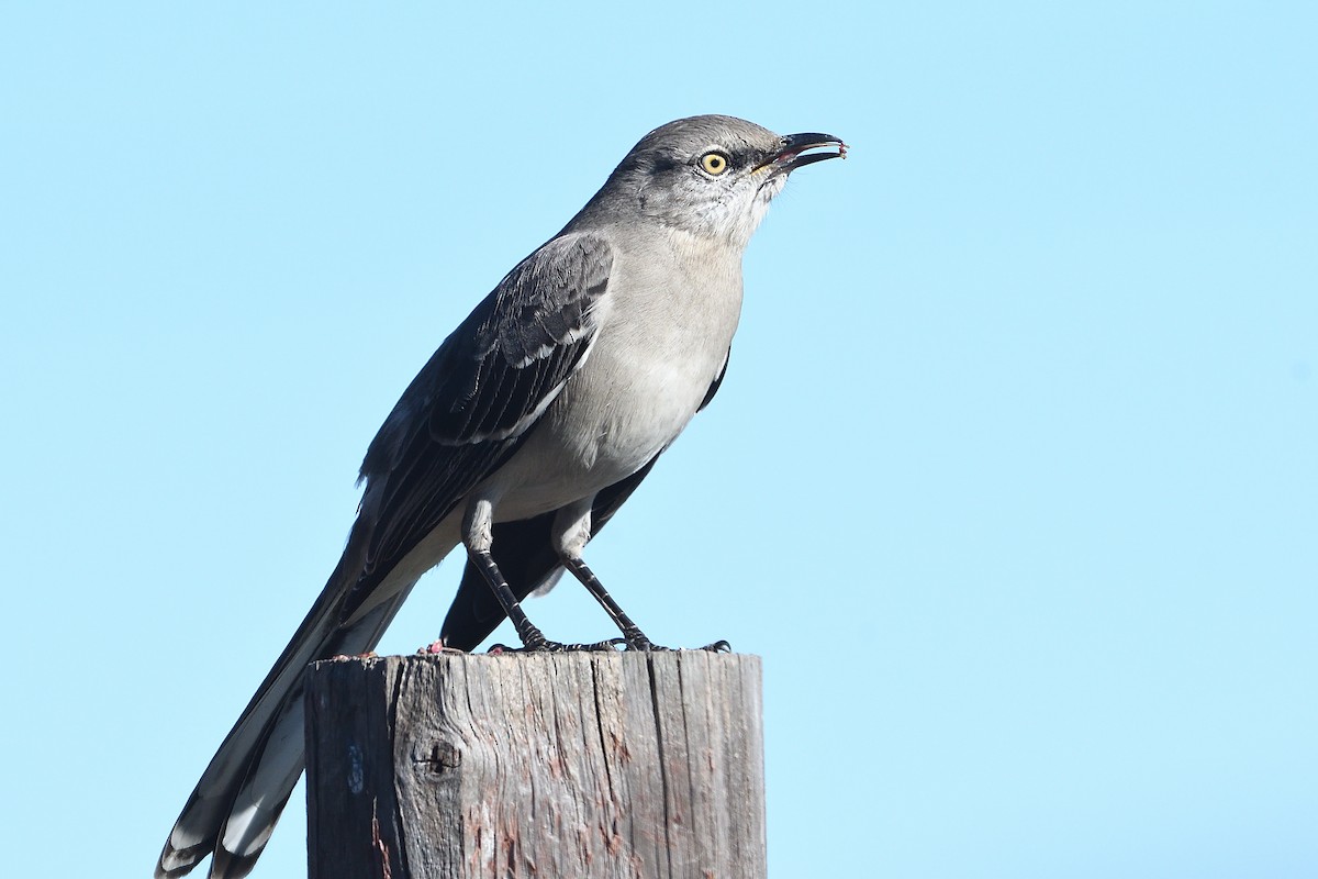 Пересмішник багатоголосий - ML646475673