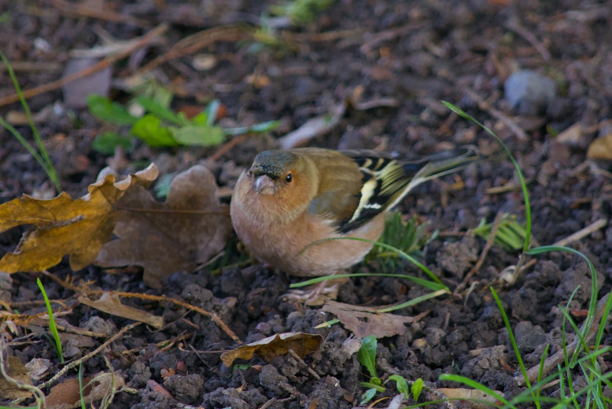 Common Chaffinch - ML646475674