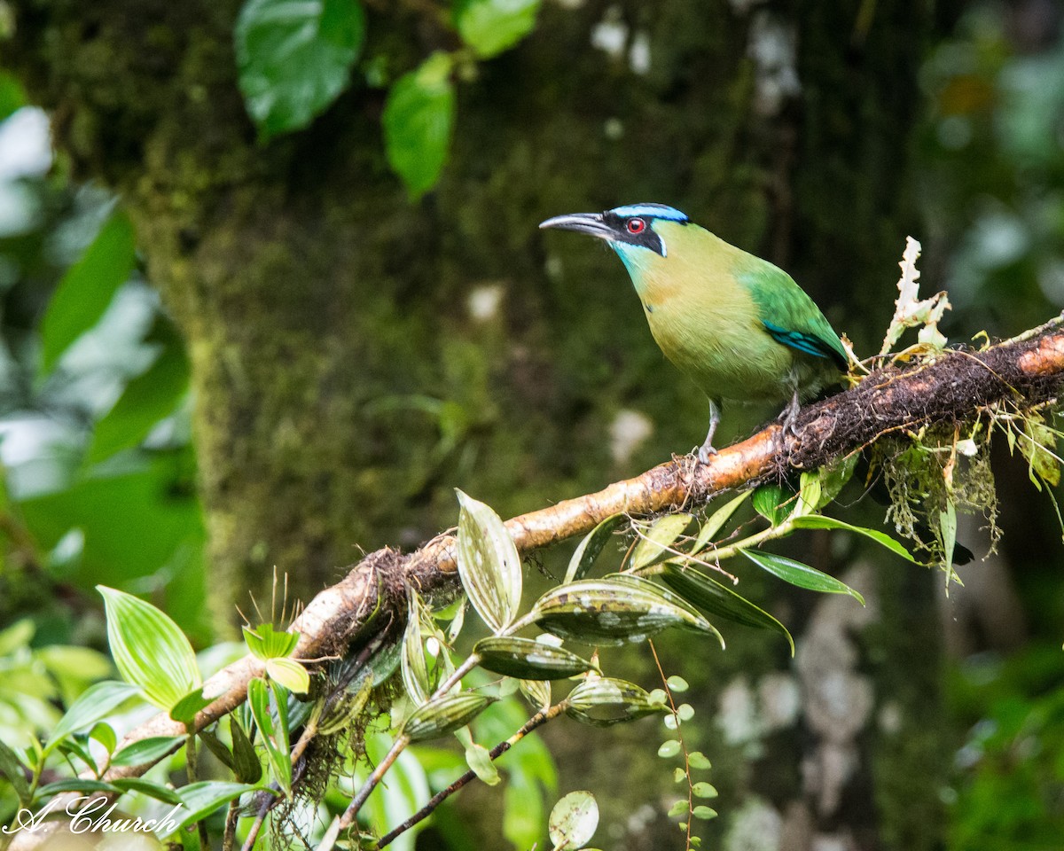Lesson's Motmot - ML646475676