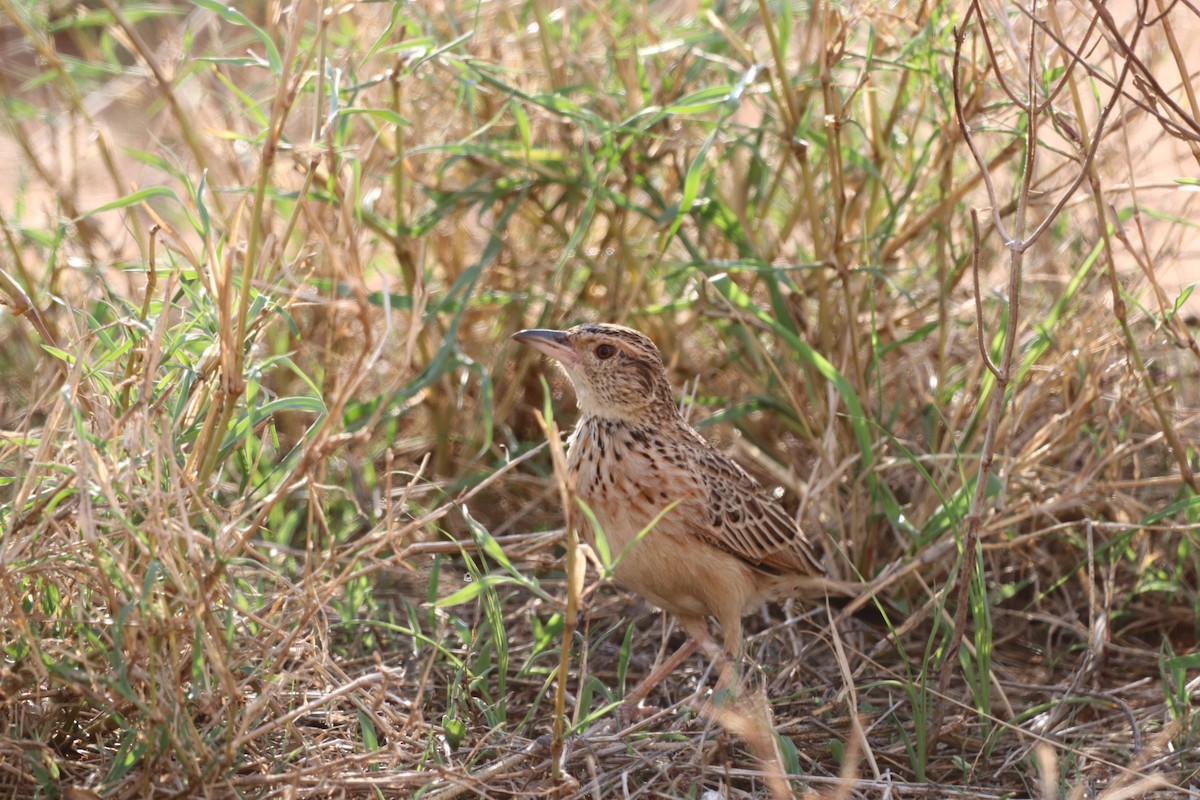 Red-winged Lark - ML646475677