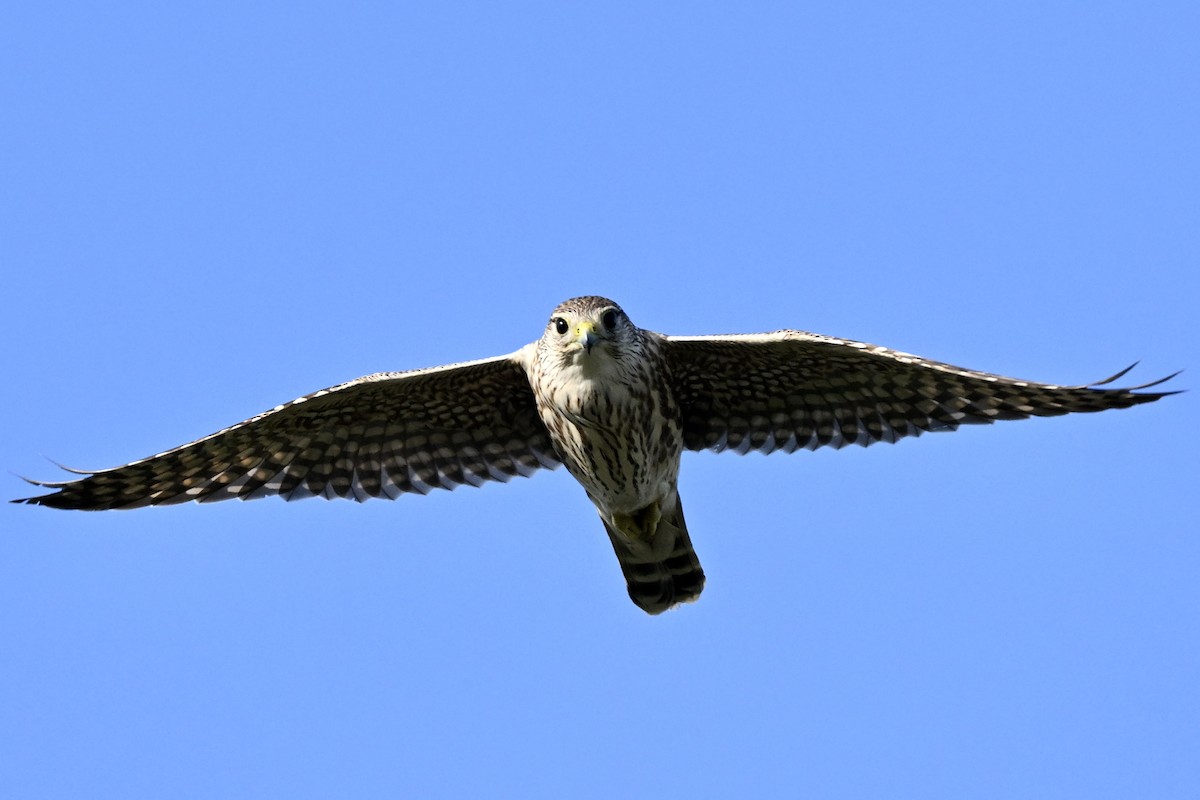 Підсоколик малий - ML646475678