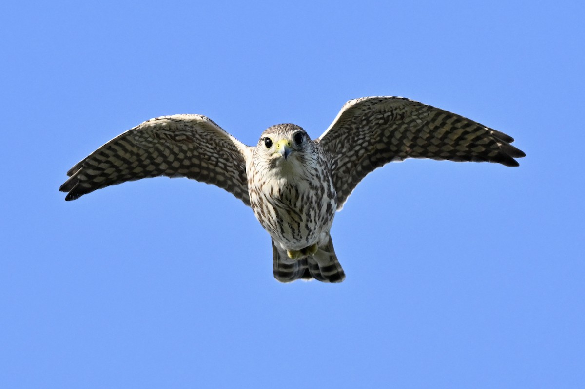 Підсоколик малий - ML646475679