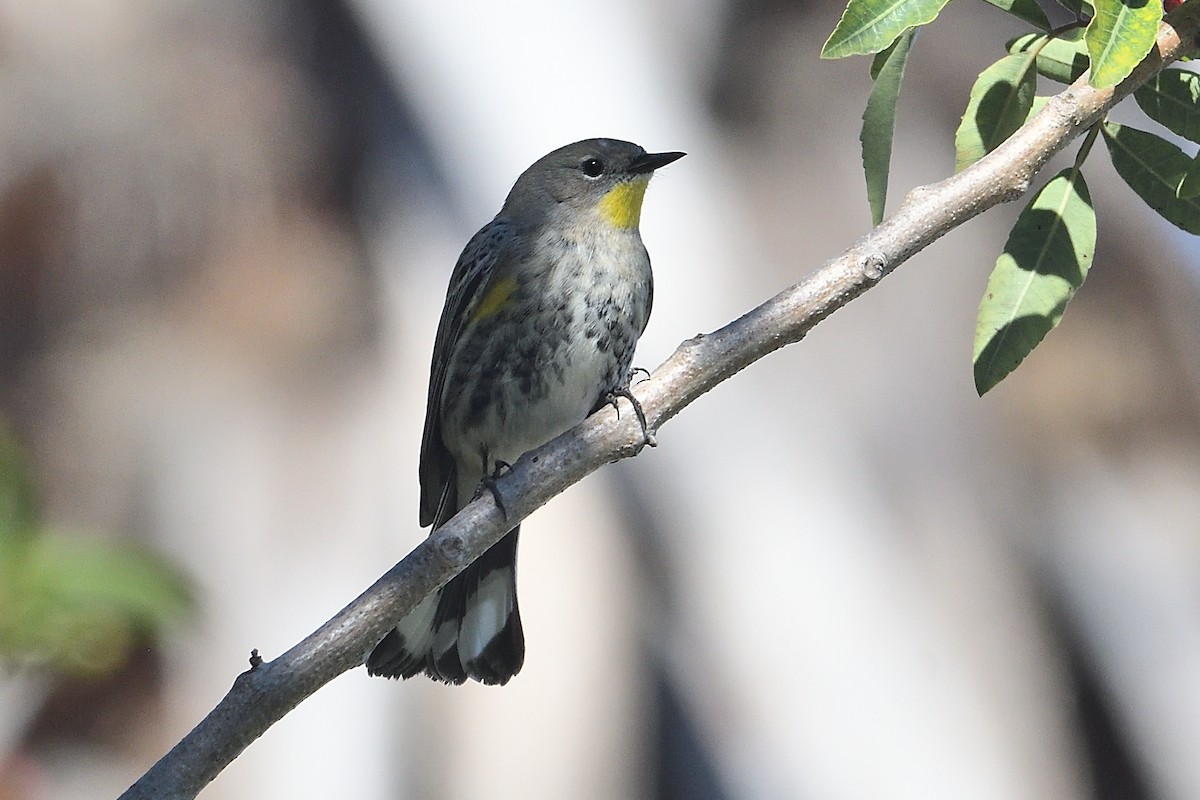 Пісняр-лісовик жовтогузий - ML646475682