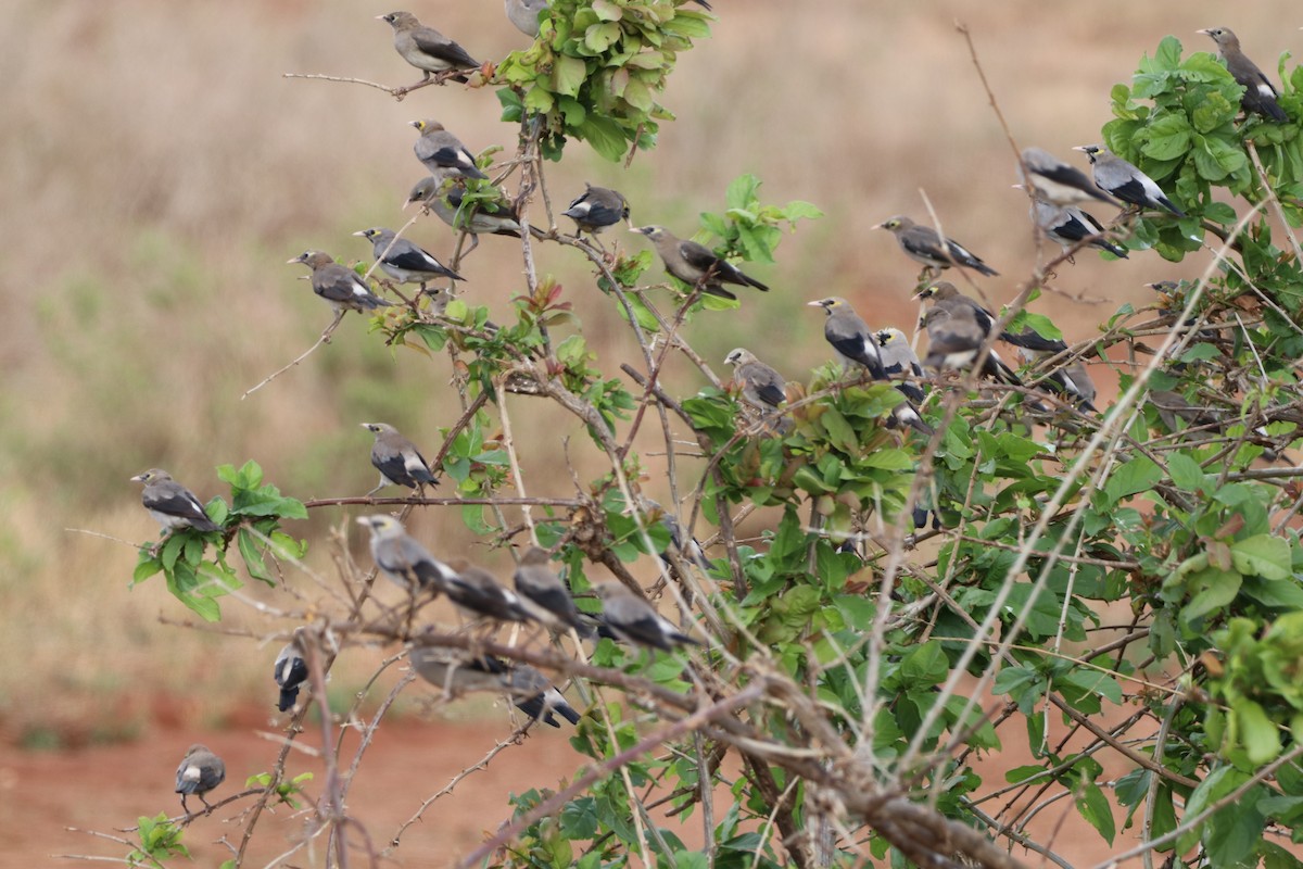 Wattled Starling - ML646475683