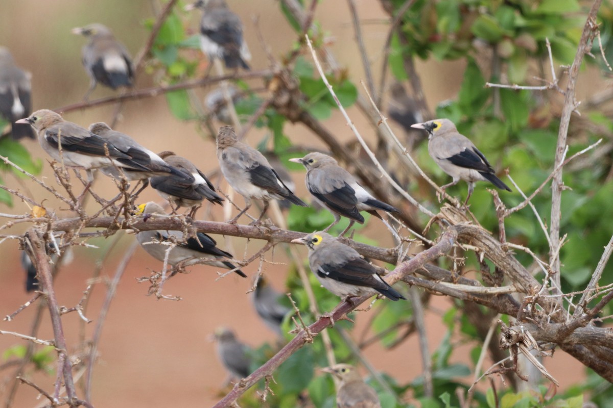 Wattled Starling - ML646475684