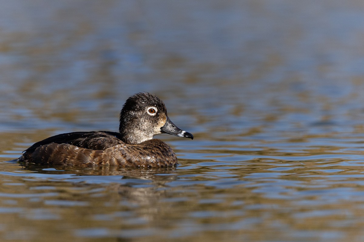 Porrón Acollarado - ML646475685