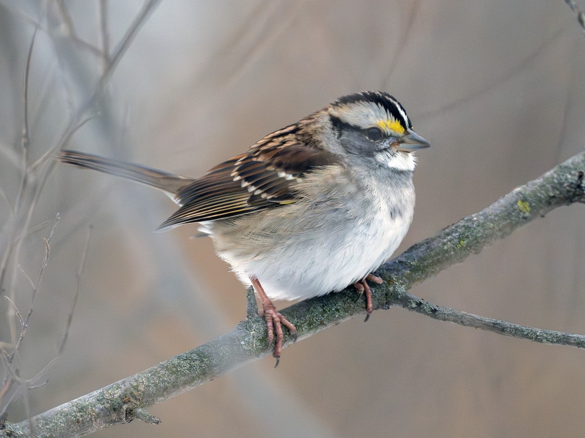 White-throated Sparrow - ML646475688