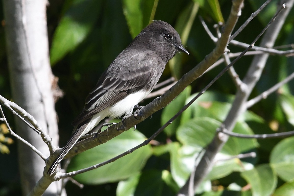 Феб чорний - ML646475690