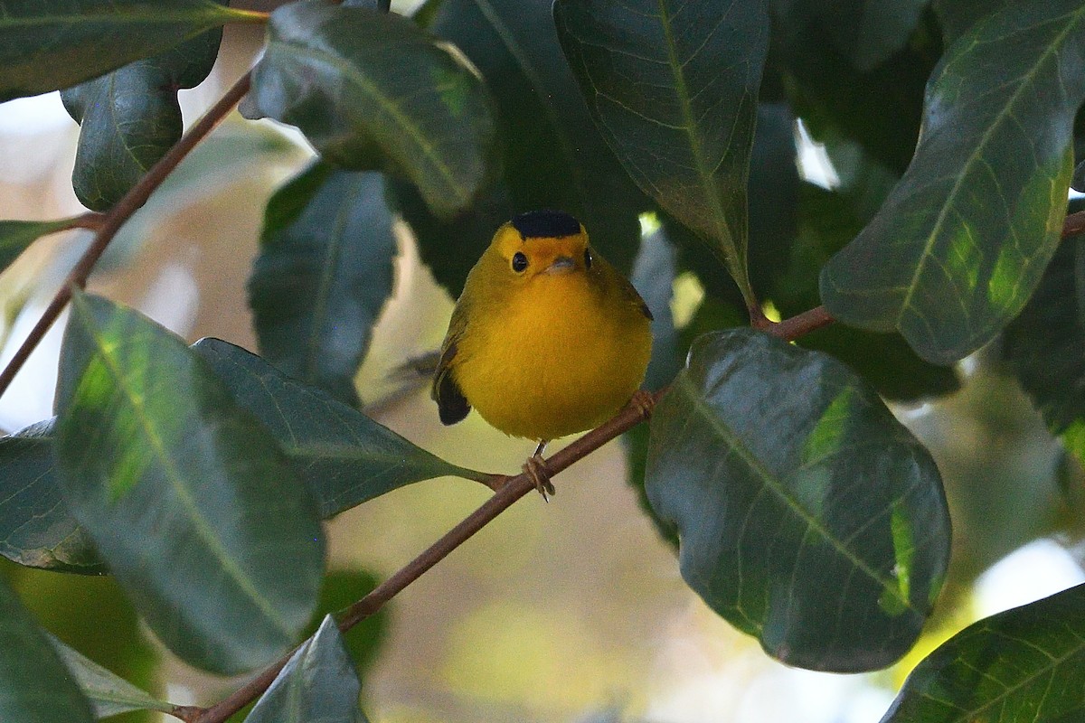 Болотянка мала - ML646475694