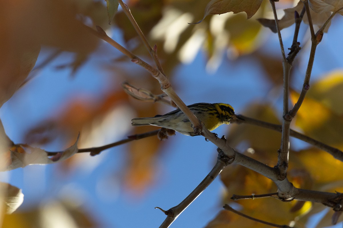 Reinita de Townsend - ML646475695