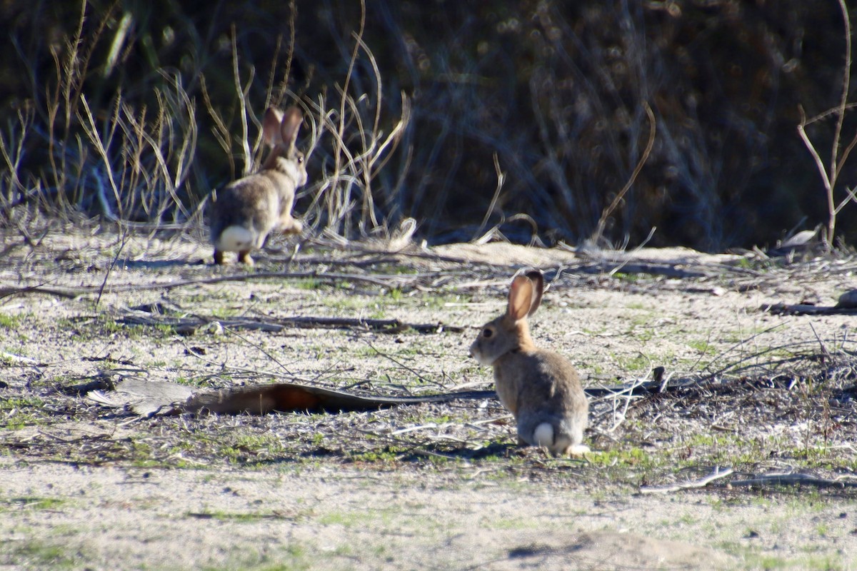 Mammals - ML646475696
