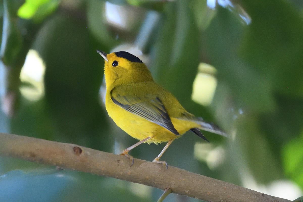 Болотянка мала - ML646475699