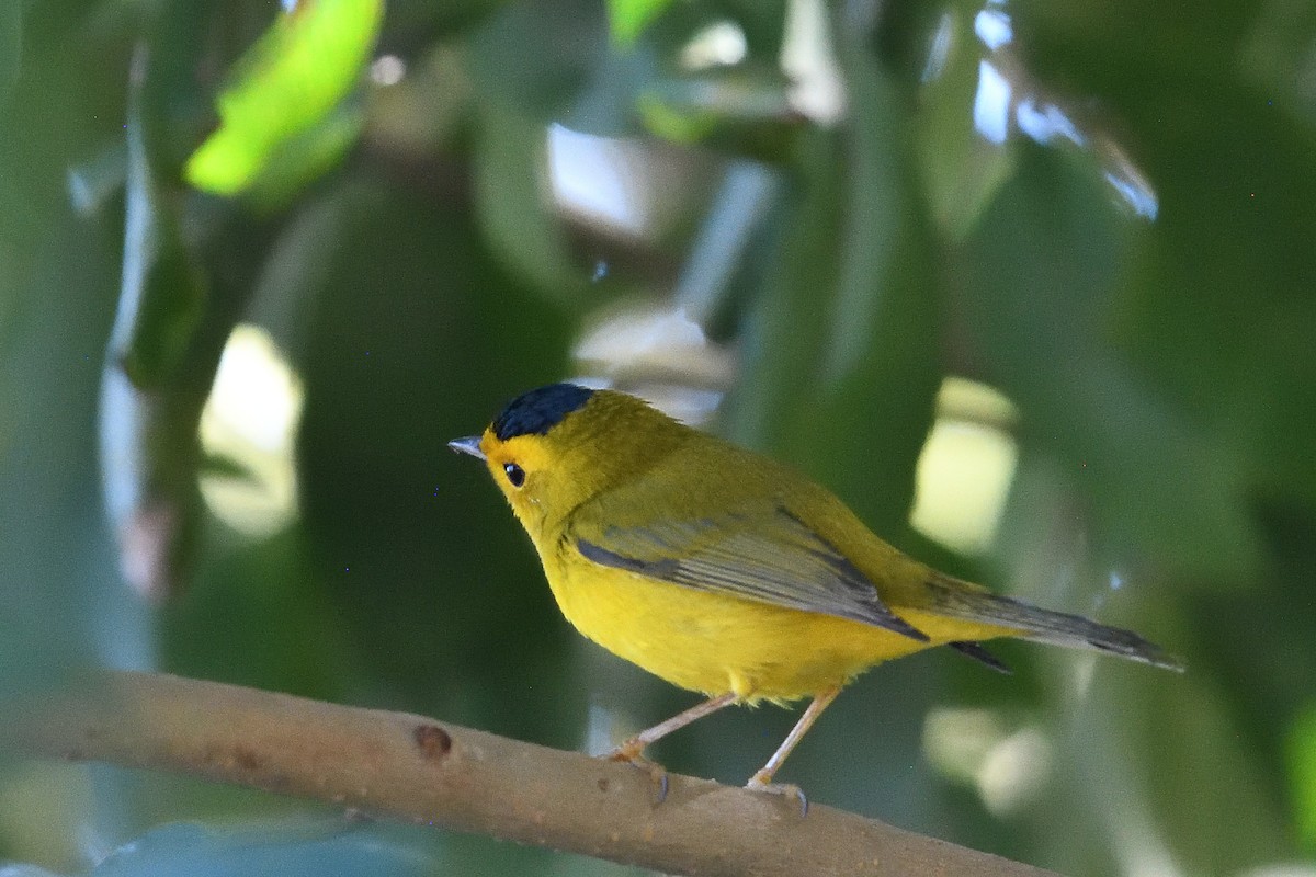 Болотянка мала - ML646475704