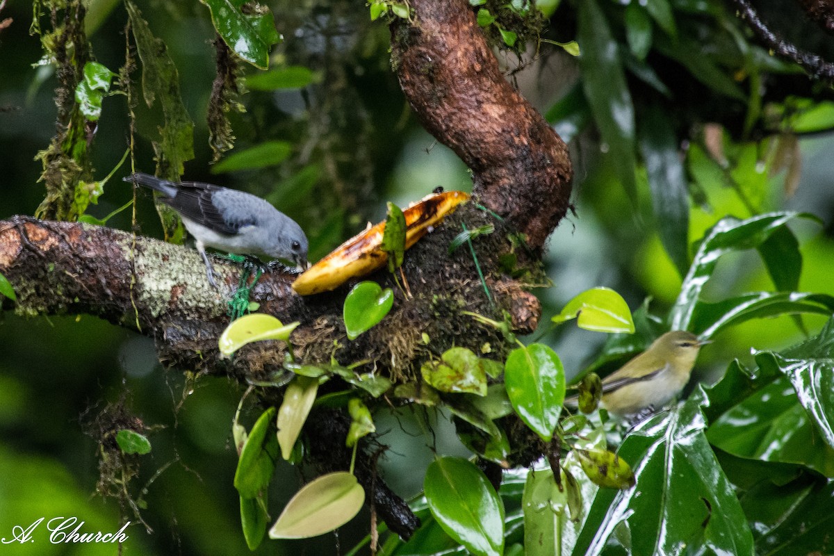 ルリカタフウキンチョウ - ML646475710