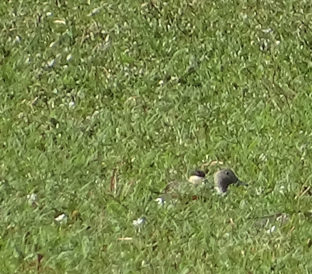 שרשיר צווארון - ML646475711