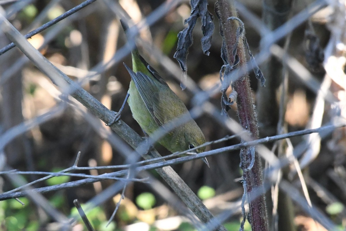 Червоїд оливковий - ML646475712