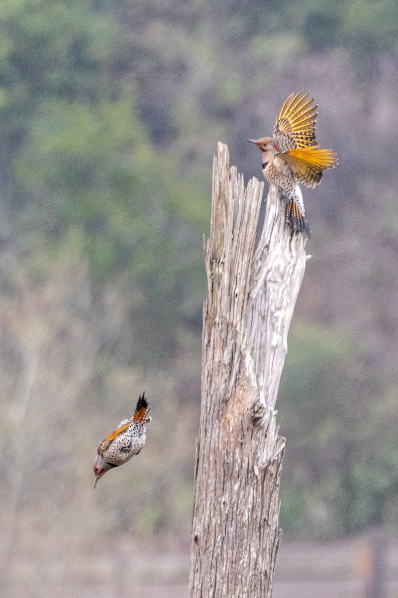 Northern Flicker (Yellow-shafted) - ML646475713