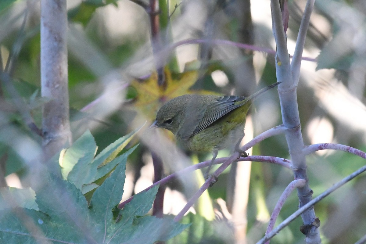 Червоїд оливковий - ML646475714