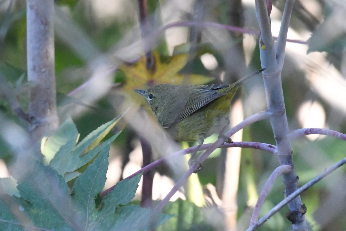 Червоїд оливковий - ML646475715