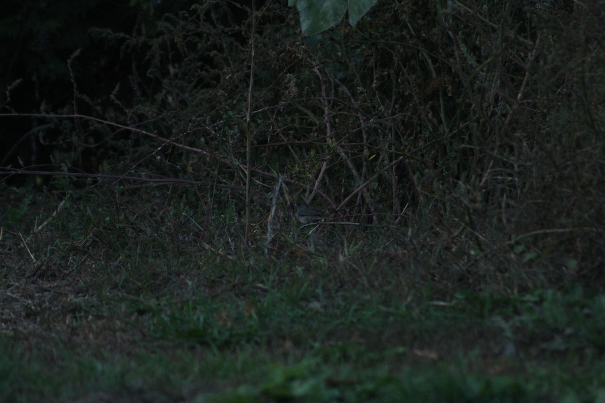 Dark-eyed Junco - ML646475716