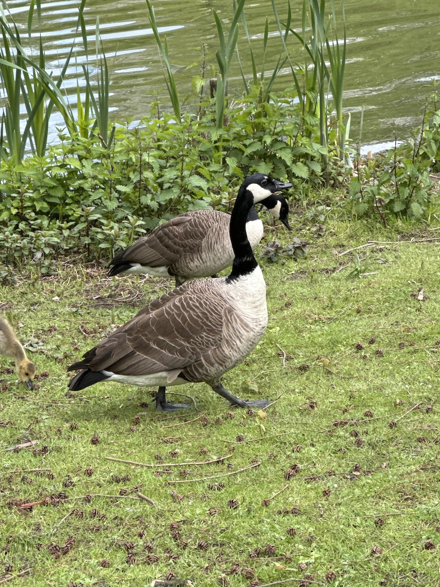 Canada Goose - ML646475717