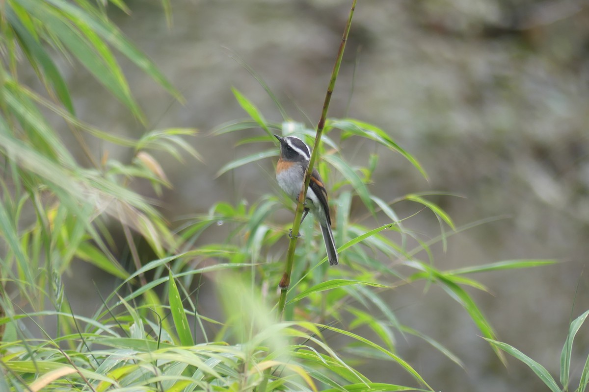 Rufous-breasted Chat-Tyrant - ML646475718