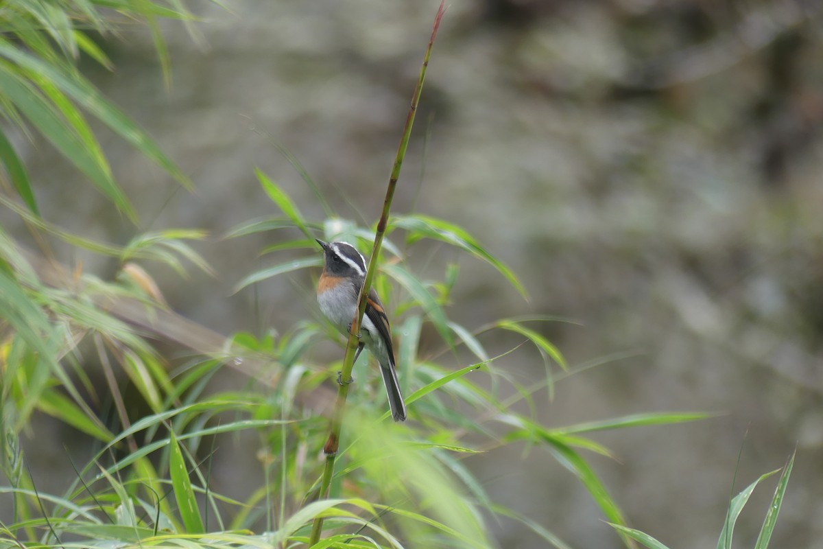 Rufous-breasted Chat-Tyrant - ML646475719