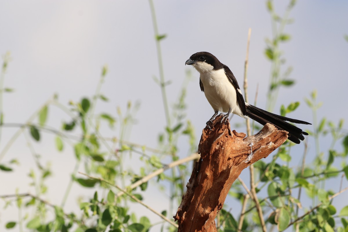 Long-tailed Fiscal - ML646475720