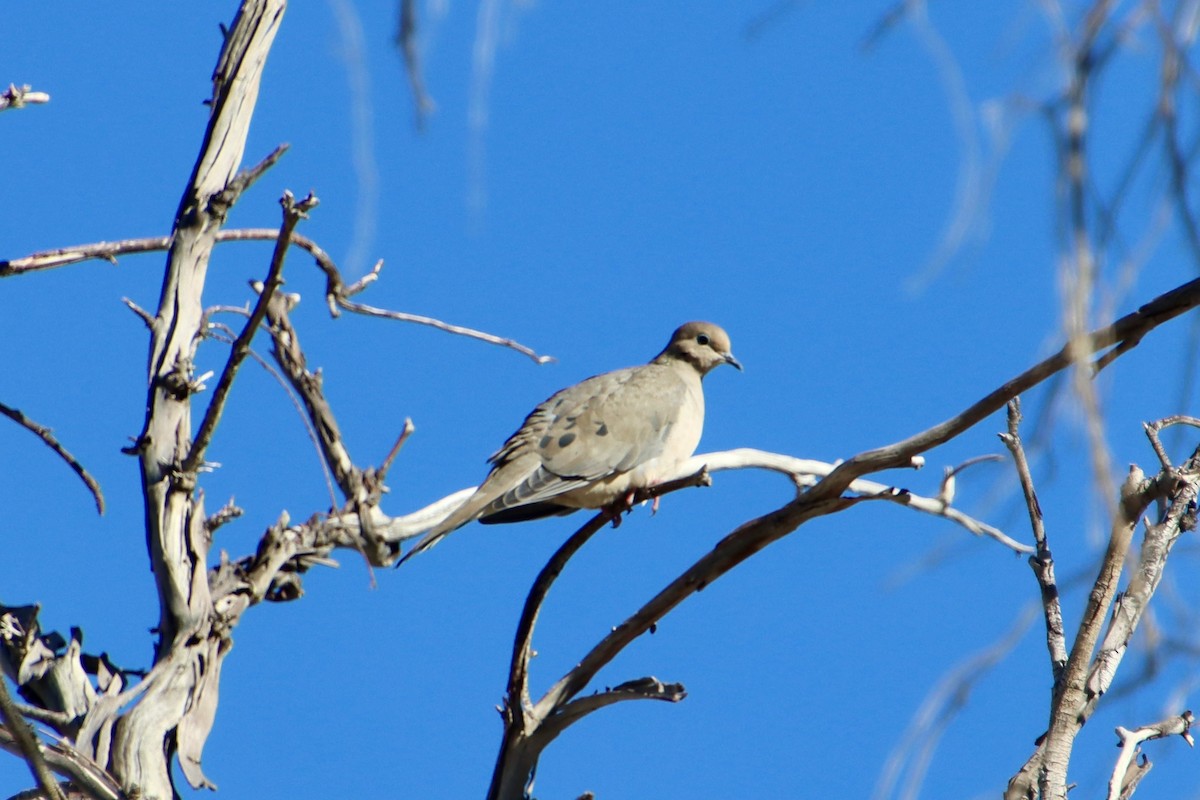 hrdlička karolínská - ML646475723