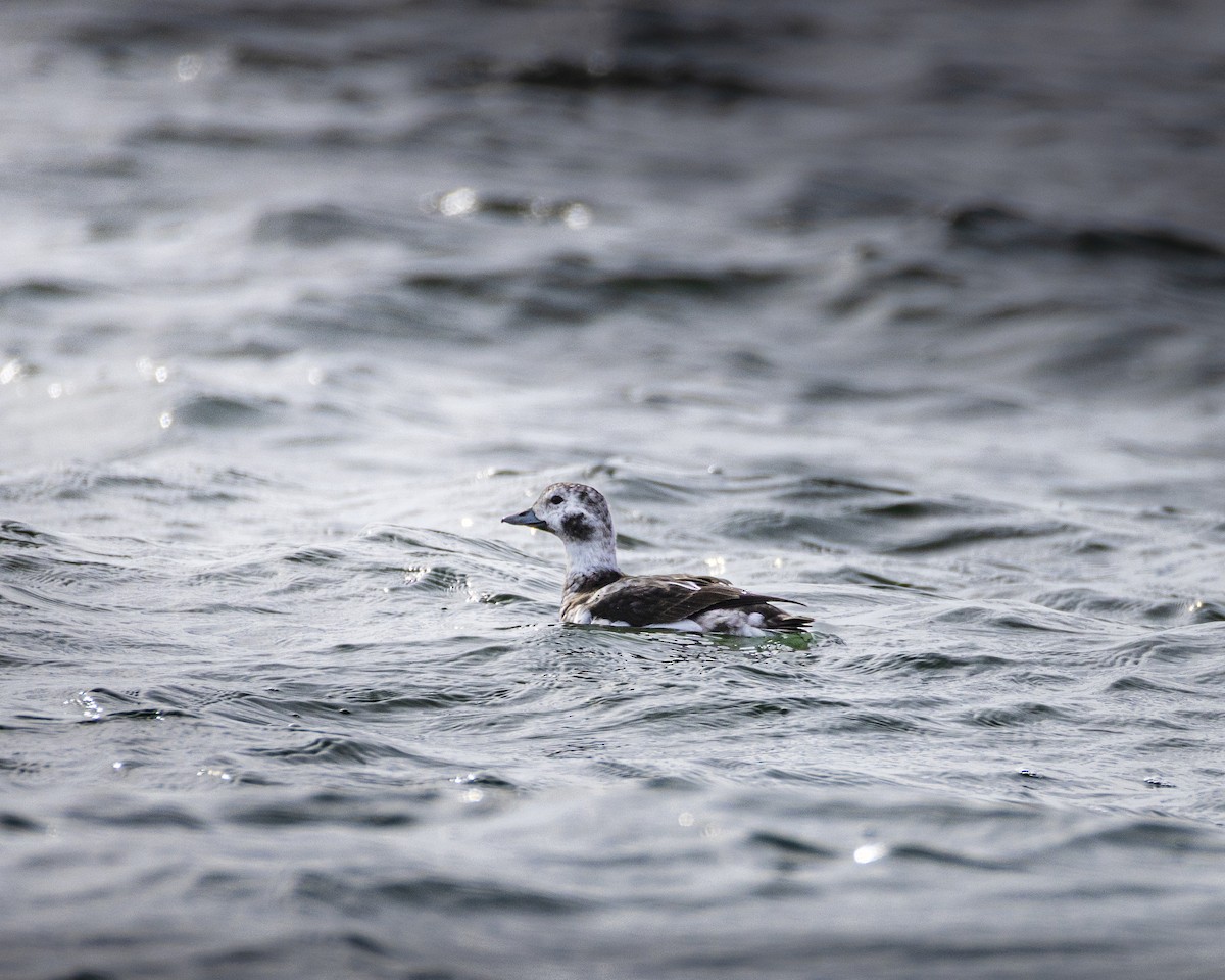 Long-tailed Duck - ML646475724