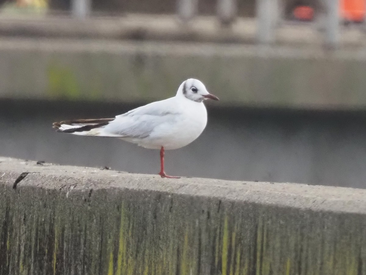 Black-headed Gull - ML646475726
