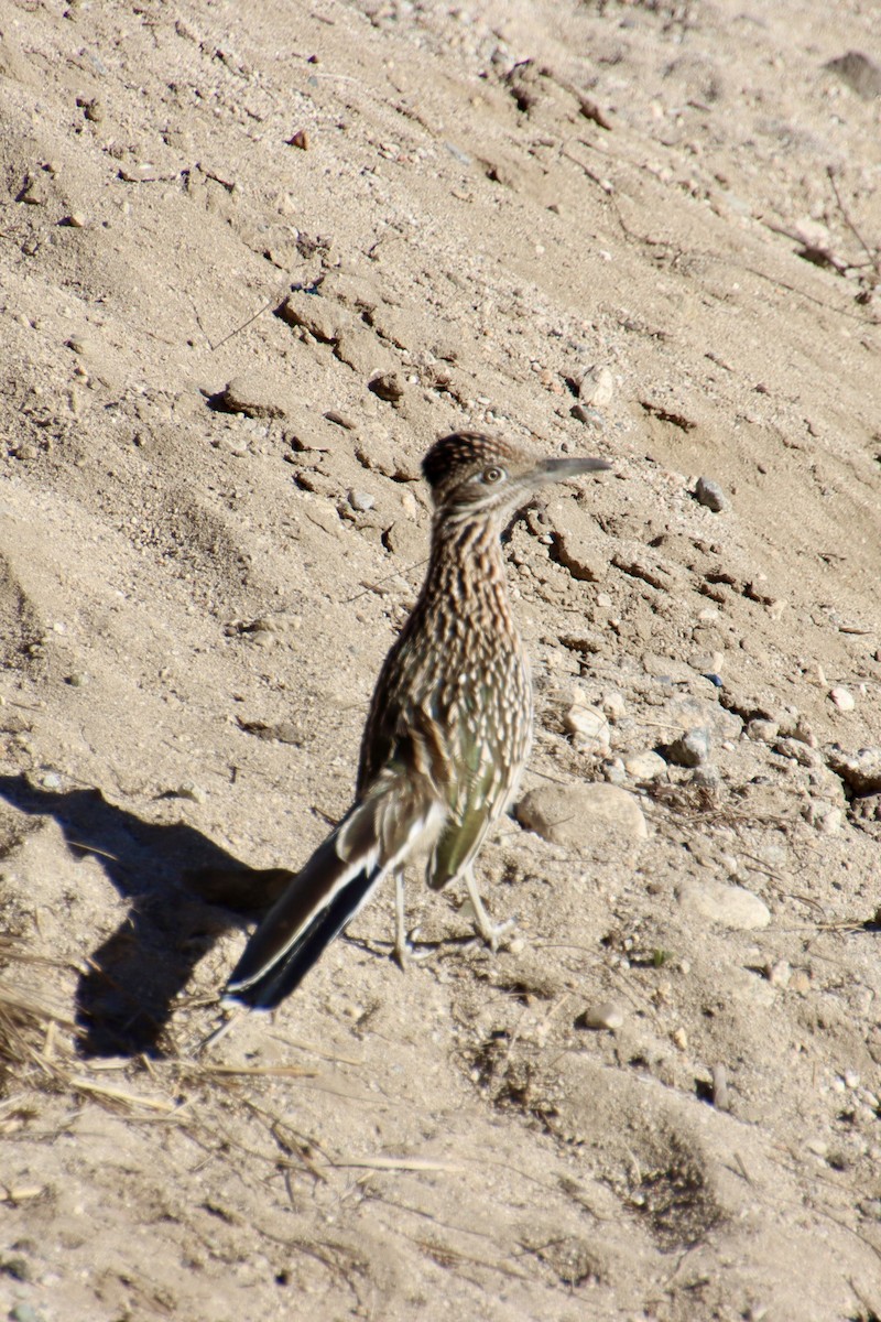 kukačka kohoutí - ML646475727