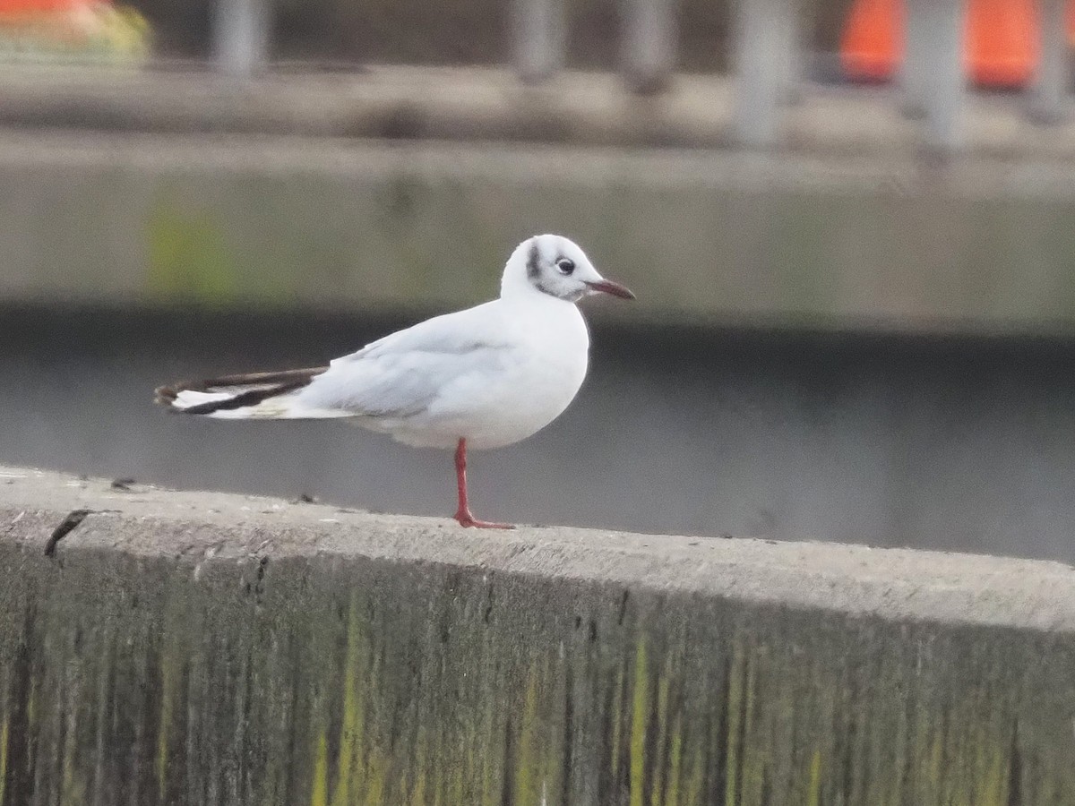 Black-headed Gull - ML646475728
