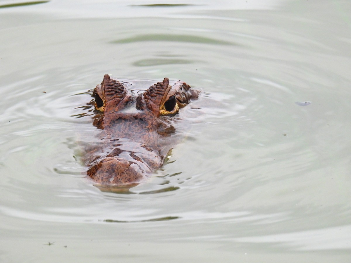 Animals - ML646475729