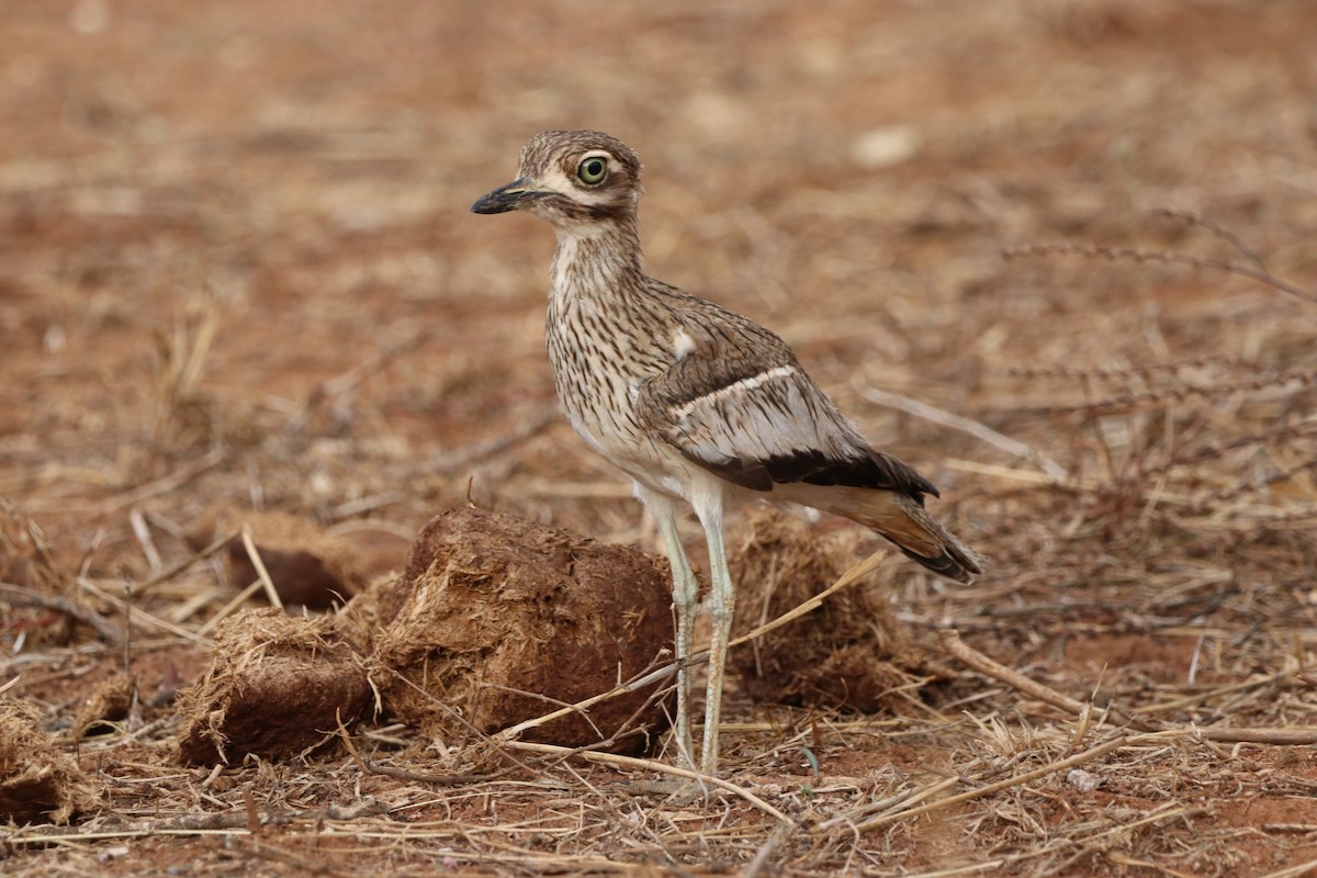 Water Thick-knee - ML646475734