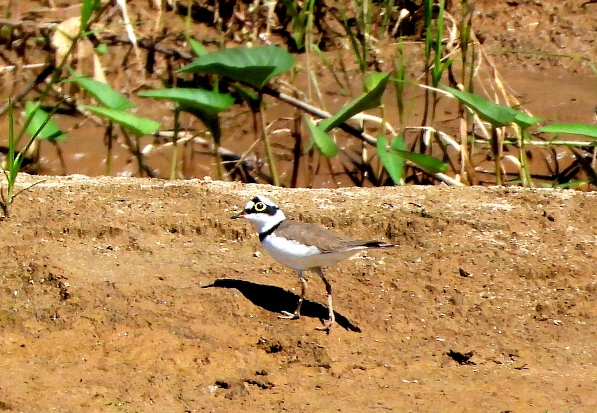 kulík říční - ML646475738