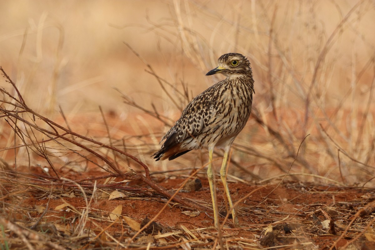 Spotted Thick-knee - ML646475739